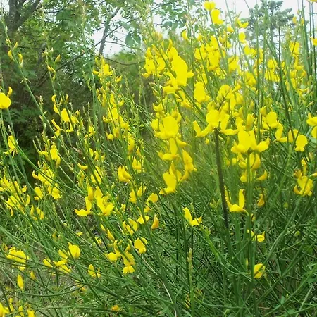 A Veggia Vigna