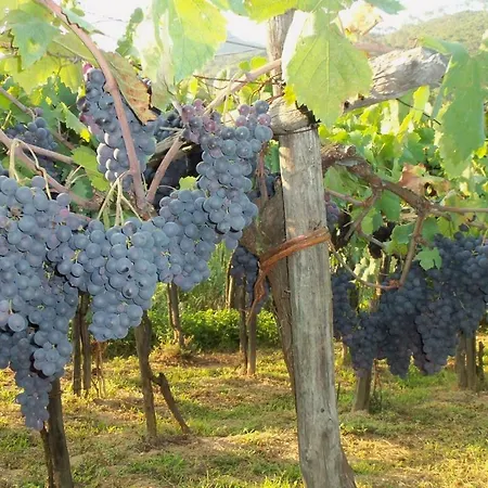A Veggia Vigna Garlenda
