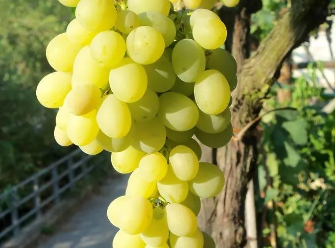 Szálloda A Veggia Vigna