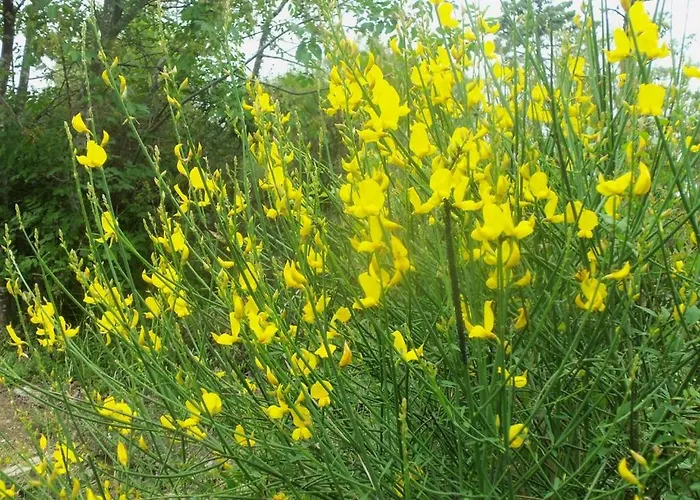 A Veggia Vigna