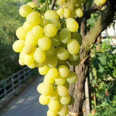 호텔 A Veggia Vigna