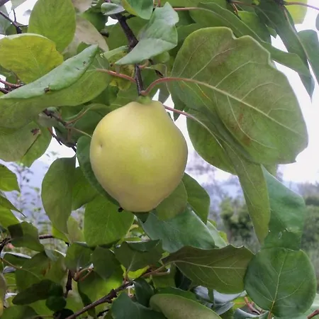 호텔 A Veggia Vigna