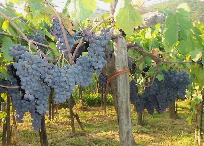 A Veggia Vigna Garlenda